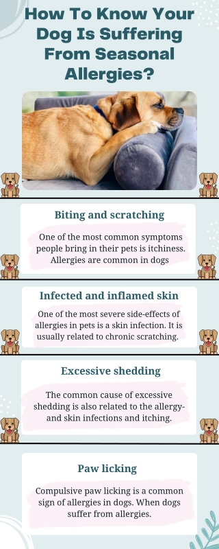How To Know Your Dog Is Suffering From Seasonal Allergies