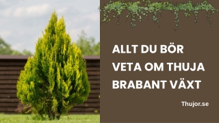 Allt du bör veta om Thuja Brabant växt