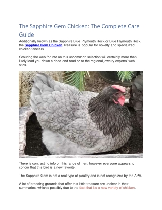 The Sapphire Gem Chicken The Complete Care Guide