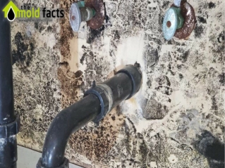 Mold Inspection Santa Clarita