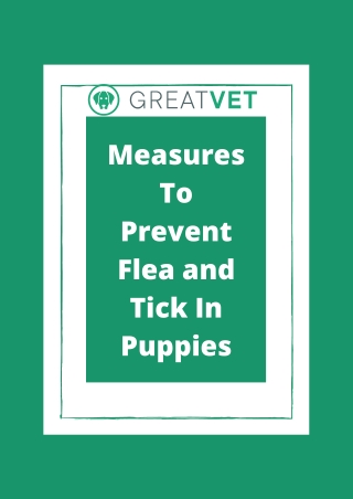 Measures To Prevent Flea and Tick In Puppies