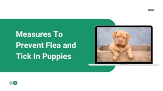 Measures To Prevent Flea and Tick In Puppies