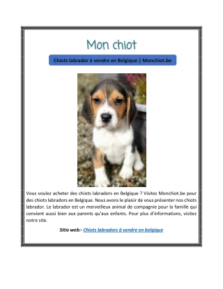 Chiots labrador à vendre en Belgique | Monchiot.be