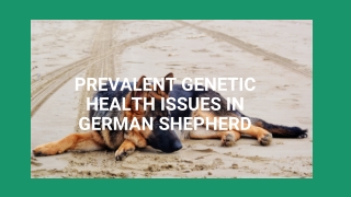 German Shepherd Appearance