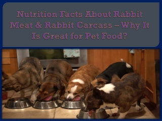 Nutrition Facts About Rabbit Meat & Rabbit Carcass – Why It Is Great for Pet Food