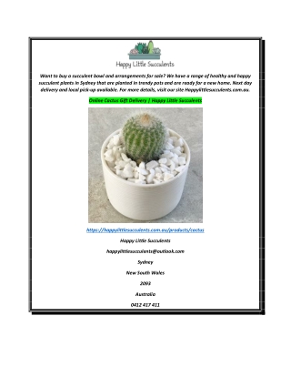 Online Cactus Gift Delivery  Happy Little Succulents