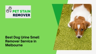 Best Dog Urine Smell Remover Service in Melbourne