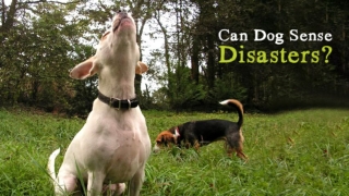 Can Dogs Sense Disasters