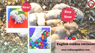 Ready to buy the best English Golden Retriever- Come today!