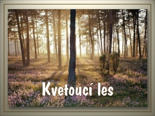 Kvetouci les (Yveta )