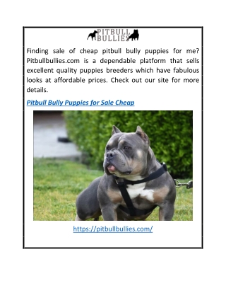 Pitbull Bully Puppies For Sale Cheap  Pitbullbullies.com