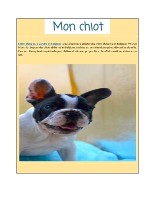 Chiots shiba inu à vendre en Belgique | Monchiot.be