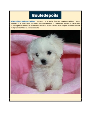 Acheter chiots cavaliers en Belgique | Bouledepoils.be
