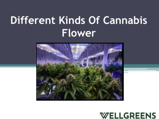 Different Kinds Of Cannabis Flower