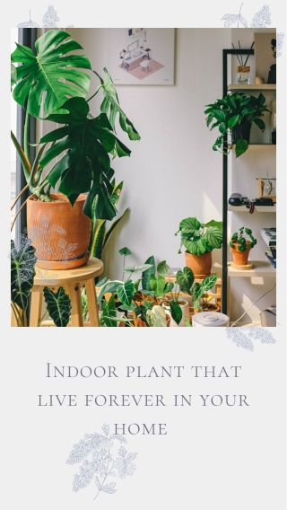 Indoor plant that live forever in your home