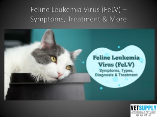 Feline Leukemia Virus (FeLV) – Symptoms, Treatment & More