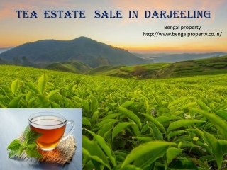 Tea  Estate   Sale  In  Darjeeling