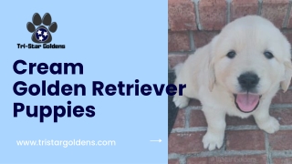 Discover Our Beautiful Cream Golden Retriever puppies!