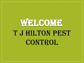 Best Bed Bugs Treatment in Portchester