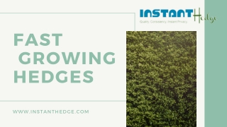 Fast Growing Hedges for Urban Homes