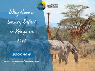 Why Have a Luxury Safari in Kenya in 2022