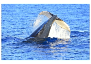 Whale Watching Tours - Humpback Whale Tail Slapping