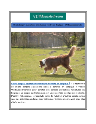 Chiots bergers australiens miniatures à vendre en Belgique | Wildaussiedream.be