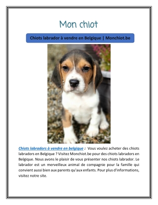 Chiots labrador à vendre en Belgique | Monchiot.be