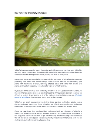 How To Get Rid Of Whitefly Infestation