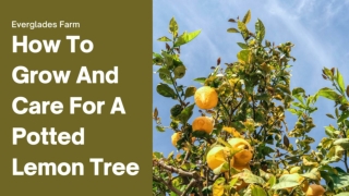 How To Grow And Care For A Potted Lemon Tree