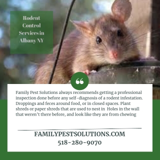 Rodent Control Services in Albany NY