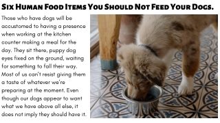 Six Human Food Items You Should Not Feed Your Dogs- Down Town Tabby Pet Store