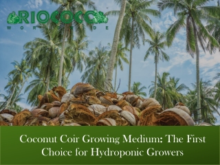 Coconut Coir Growing Medium The First Choice for Hydroponic Growers