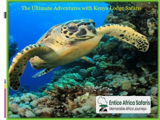 The Ultimate Adventures with Kenya Lodge Safaris