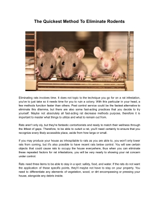Rodent Pest Control Geelong