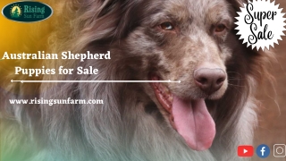 We offer Australian Shepherd puppies for Sale – Hurry up!