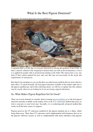 What Is the Best Pigeon Deterrent