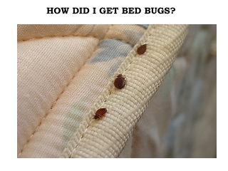 Pest Control Melbourne