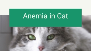 Anemia in Cat