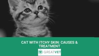 Cat with Itchy Skin Causes & Treatment
