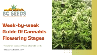 Week-by-week Guide Of Cannabis Flowering Stages