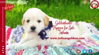 Get #1 Goldendoodle puppies for sale in Indiana at a low cost