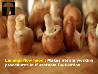 Laminar flow hood - Makes sterile working procedures in Mushroom Cultivation