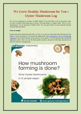 We Grow Healthy Mushroom for You - Oyster Mushroom Log