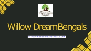 Breeders of Bengal Cats & Silver Kitten for Sale In Pennsylvania