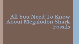 All You Need To Know About Megalodon Shark Fossils