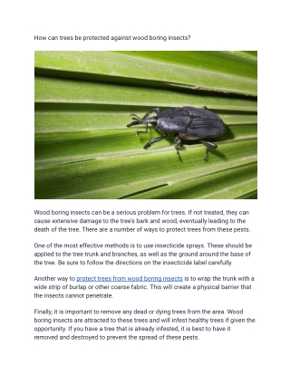 How can trees be protected against wood boring insects_