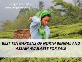 Best Tea Gardens of North Bengal and Assam Available For Sale