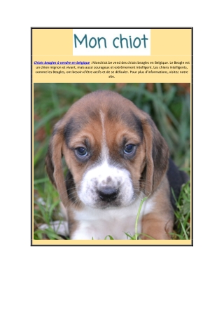 Chiots beagles à vendre en Belgique | Monchiot.be