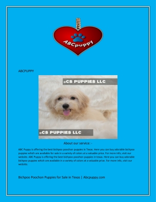 Bichpoo Poochon Puppies for Sale in Texas  Abcpuppy